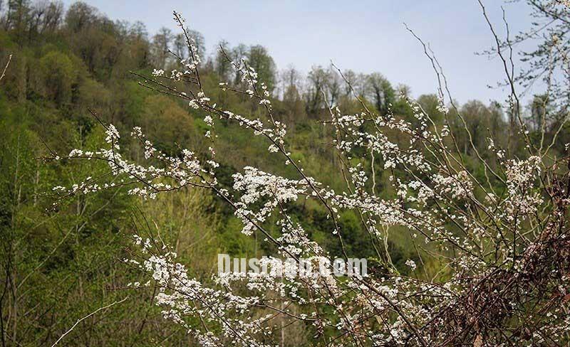 اخبار,انعکاس, طبیعت بهاری چابکسر