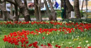 جشنواره گل های پیازی در مشهد/تصاویر