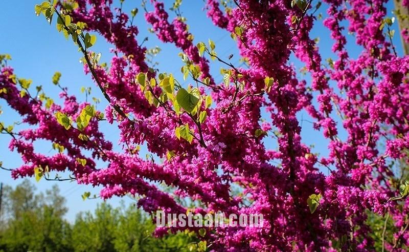 اخبار,انعکاس,طبیعت رودسر