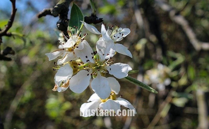 اخبار,انعکاس,طبیعت رودسر