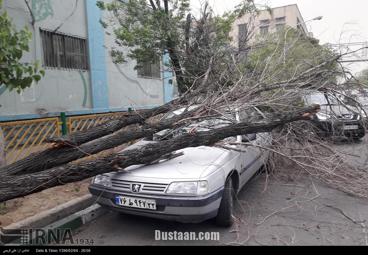 شکسته‎شدن درختان در طوفان اراک/عکس