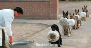 اخبار گوناگون,خبرهای  گوناگون, سگ‌های پلیس چین در صف غذا