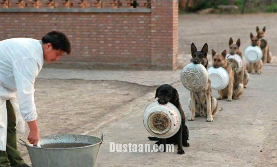   اخبار گوناگون,خبرهای  گوناگون, سگ‌های پلیس چین در صف غذا