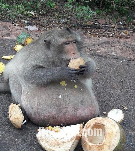 تصاویر انتقال چاق ترین میمون تایلند به کمپ لاغری!