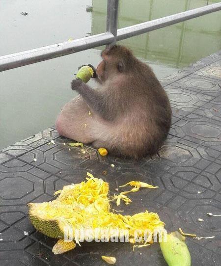 تصاویر انتقال چاق ترین میمون تایلند به کمپ لاغری!