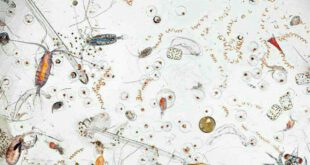 تصویر جالب از یک قطره آب شور دریا زیر میکروسکوپ