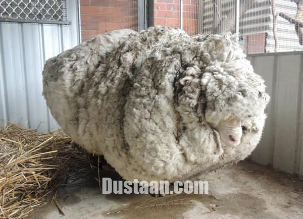 اخبار,اخبار گوناگون,۱۰ رکورد شگفت انگیزی که تا کنون توسط حیوانات به ثبت رسیده است