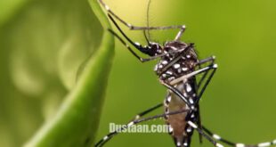https://eastwind.es/wp-content/uploads/2016/05/Zika_mosquito_Aedes_aegypti_1200pix-1078x500.jpg