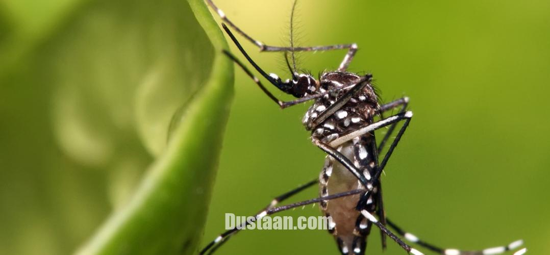 http://eastwind.es/wp-content/uploads/2016/05/Zika_mosquito_Aedes_aegypti_1200pix-1078x500.jpg
