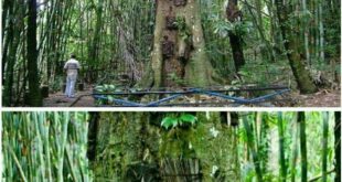 دفن نوزادان در تنه درخت در اندونزی