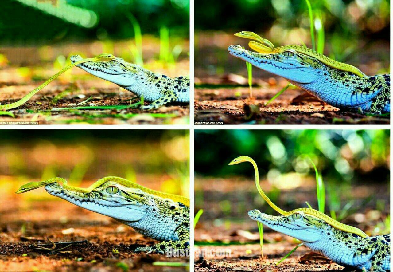 : رفاقت جالب مار و تمساح