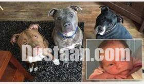 مرگ نوزاد در حمله ۳ سگ خانگی