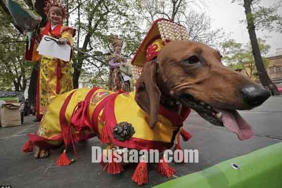   اخبارگوناگون,خبرهای  گوناگون,رژه پاکوتاه ها