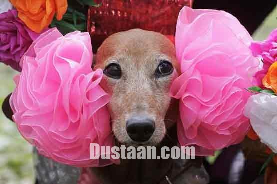   اخبارگوناگون,خبرهای  گوناگون,رژه پاکوتاه ها