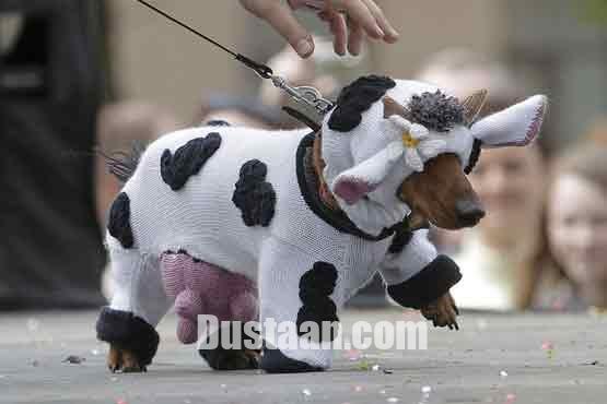   اخبارگوناگون,خبرهای  گوناگون,رژه پاکوتاه ها