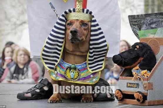   اخبارگوناگون,خبرهای  گوناگون,رژه پاکوتاه ها