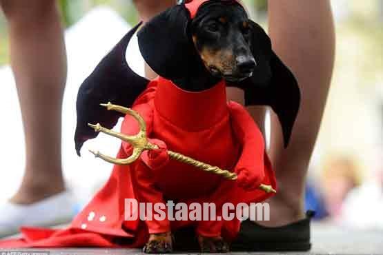   اخبارگوناگون,خبرهای  گوناگون,رژه پاکوتاه ها