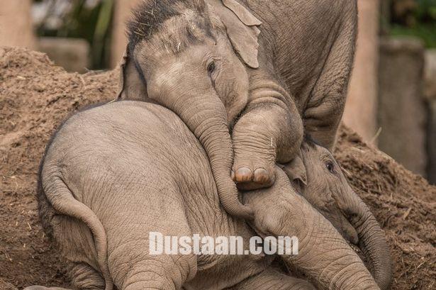 https://i1.chesterchronicle.co.uk/incoming/article12981922.ece/ALTERNATES/s615/MFR_TCH_030517ELEPHANT_01.jpg