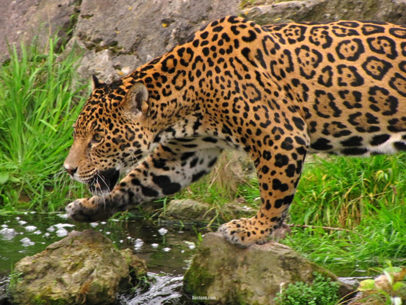 https://upload.wikimedia.org/wikipedia/commons/5/51/Panthera_onca_-Chester_Zoo%2C_Cheshire%2C_England-8a_%284%29.jpg