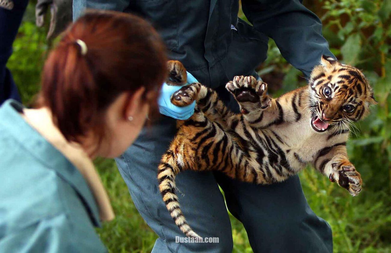 http://i4.dailypost.co.uk/incoming/article5388729.ece/ALTERNATES/s1227b/Chester-Zoo-Tiger-Cub-1.jpg