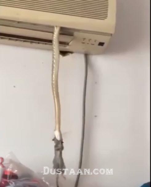 شکار موش توسط مار از پنجره کولر گازی