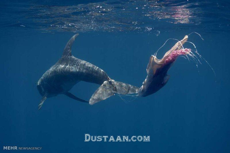 تصاویر: فاجعه زباله‌های پلاستیکی‎