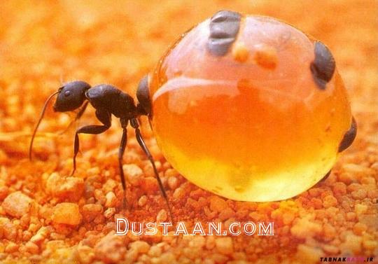 این مورچه های جادویی عسل درست می کنند! +تصاویر