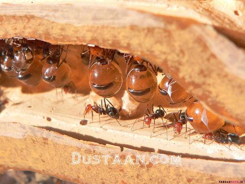 این مورچه های جادویی عسل درست می کنند! +تصاویر