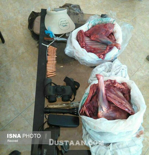 کشف سلاح و لاشه کل وحشی از شکارچیان =