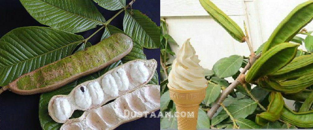 لوبیا بستنی خورده اید