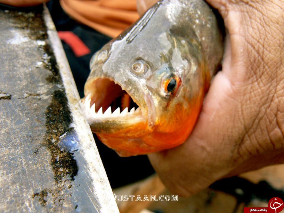 حمله ماهی ها به گردشگران در برزیل/تصاویر