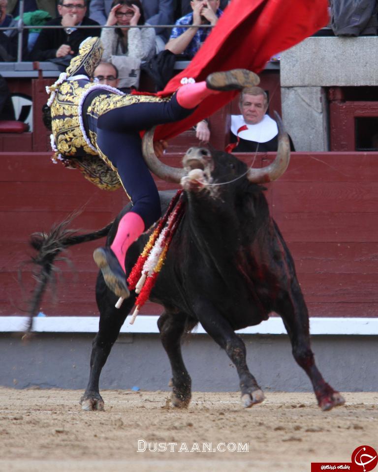 مرگ گاوباز حرفه‌ای مقابل چشمان تماشاچیان=