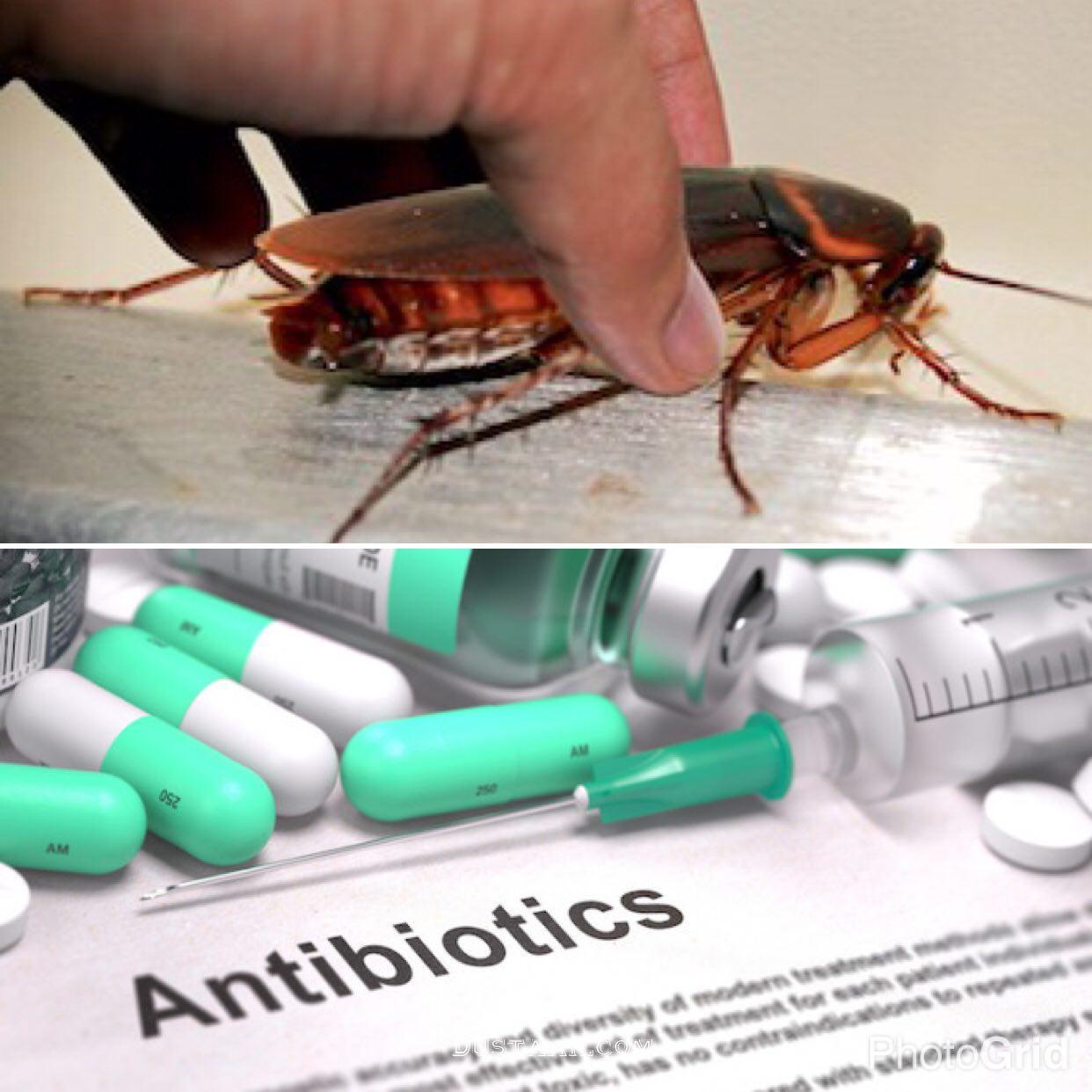 اخبارپزشکی ,خبرهای   پزشکی,سوسک حمام