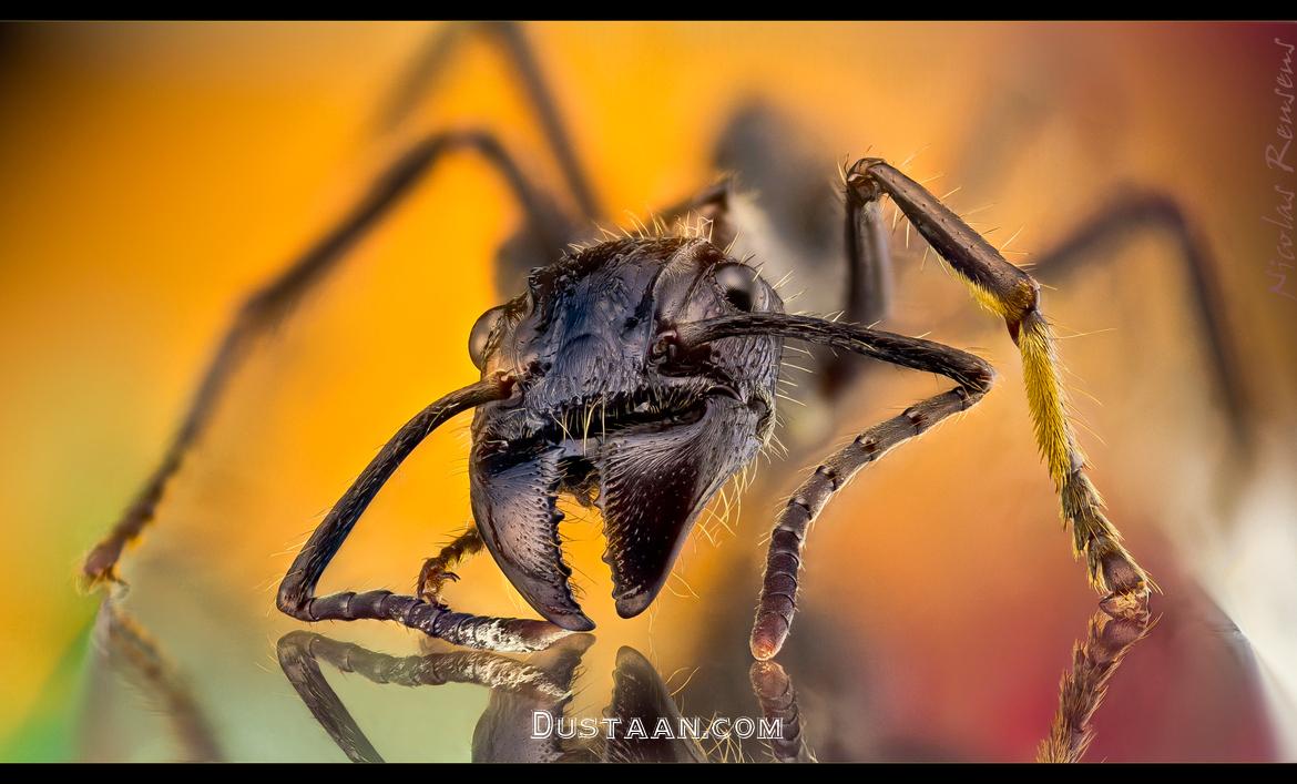 http://www.lazerhorse.org/wp-content/uploads/2014/08/Bullet-Ant-Paraponera-clavata-close-up.jpg