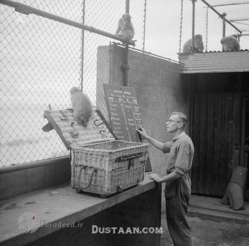 وقتی میمون‌ها برای چرچیل پیشگویی می‌کردند