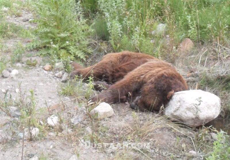 مرگ خرس قهوه‌ای با اسلحه شکاری در آمل