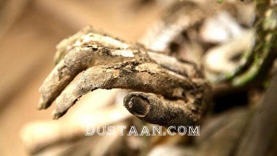 اخبار,اخبار گوناگون,مومیایی