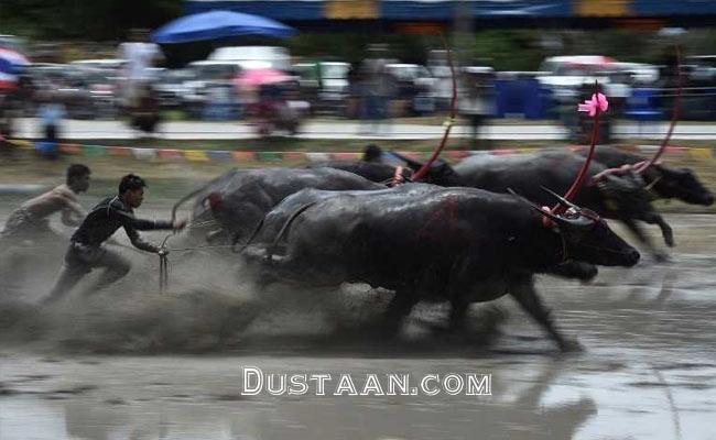 www.dustaan.com-مسابقات سالانه بوفالو رانی در تایلند +تصاویر