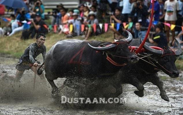 www.dustaan.com-مسابقات سالانه بوفالو رانی در تایلند +تصاویر