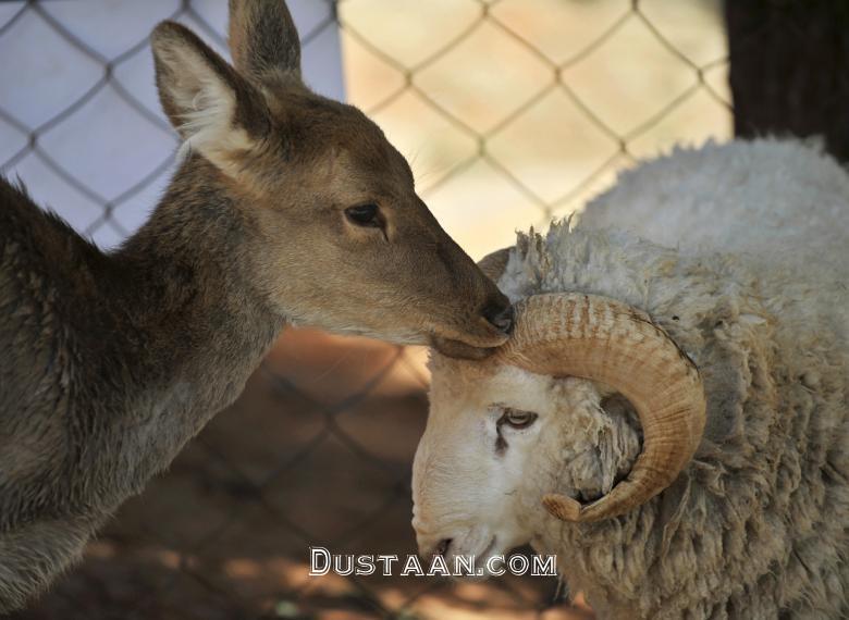 www.dustaan.com-دوستی های عجیب میان حیوانات وحشی! +تصاویر