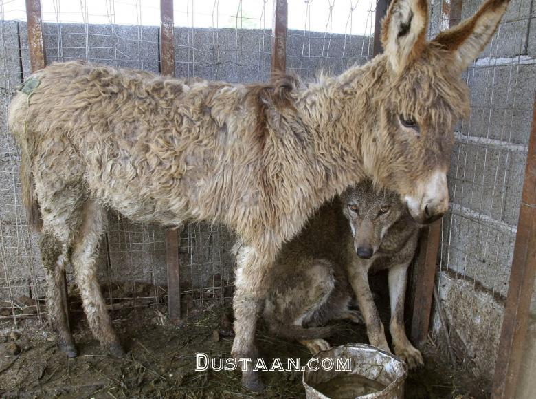 www.dustaan.com-دوستی های عجیب میان حیوانات وحشی! +تصاویر