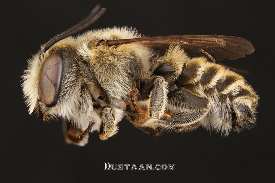 اخبارگوناگون,خبرهای گوناگون,دنیای حیرت‌انگیز زنبورها
