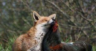 دوستی عجیب روباه و خروس!