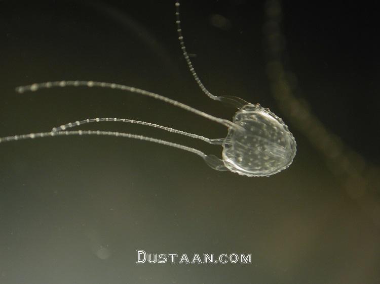http://images.kojaro.com/2015/08/3-rukandji-jellyfish-2.jpg