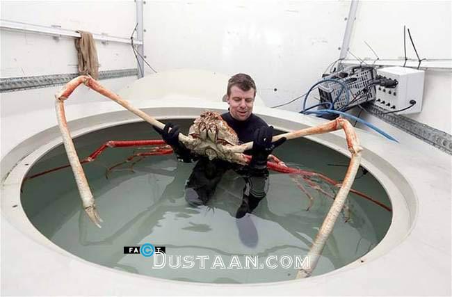 خرچنگ عنکبوتی ژاپنی: بزرگ‌ترین خرچنگ جهان
