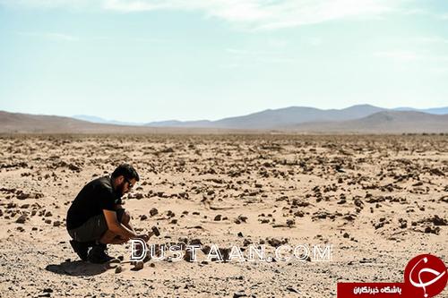 اخبار,اخبار گوناگون,خشک‌ترین صحرای جهان به گلستان تبدیل شد