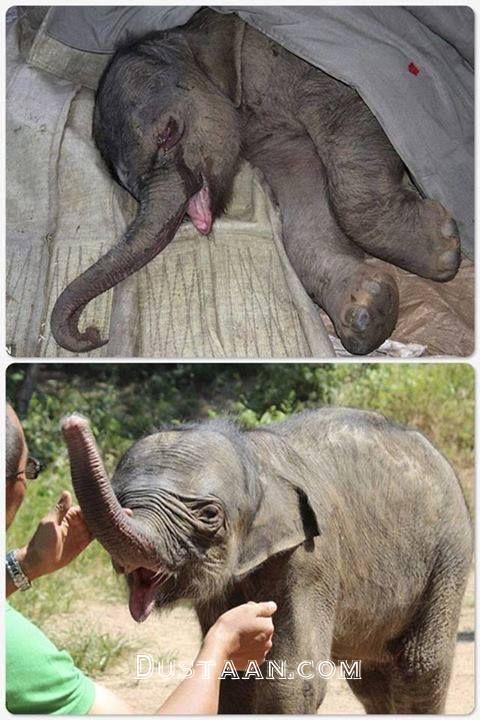 https://i.pinimg.com/736x/e3/77/3e/e3773e91e037662f253b7f2b29f3dbac--newborn-elephant-five-hours.jpg