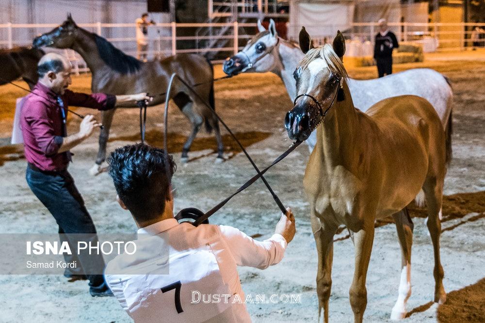 www.dustaan.com-برگزاری جشنواره زیبایی اسب اصیل عرب در استان البرز +تصاویر