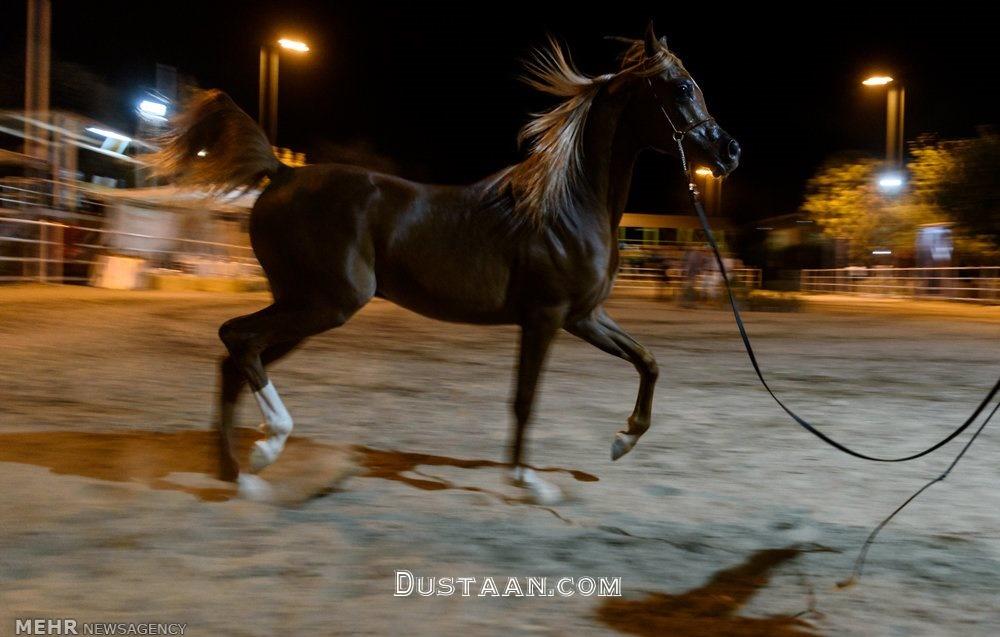 www.dustaan.com-برگزاری جشنواره زیبایی اسب اصیل عرب در استان البرز +تصاویر
