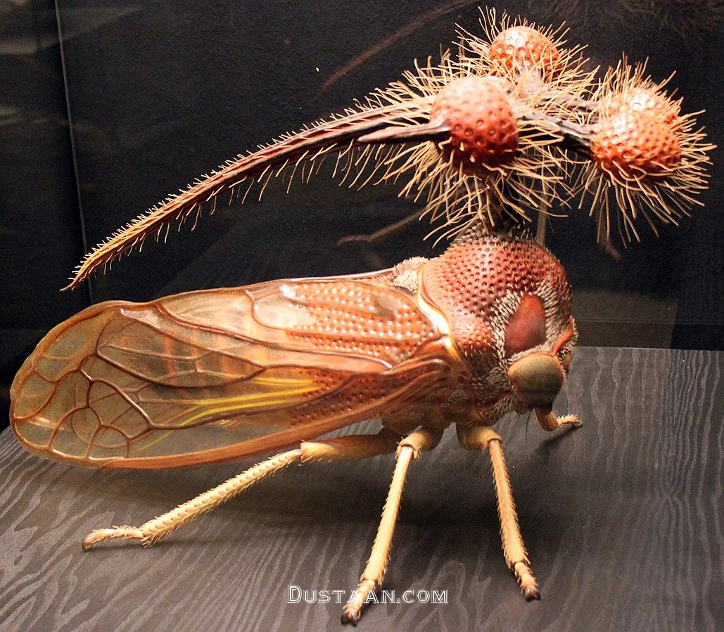 https://upload.wikimedia.org/wikipedia/commons/thumb/8/85/2013_Naturkundemuseum_Berlin_bocydium_globulare_anagoria.JPG/1029px-2013_Naturkundemuseum_Berlin_bocydium_globulare_anagoria.JPG